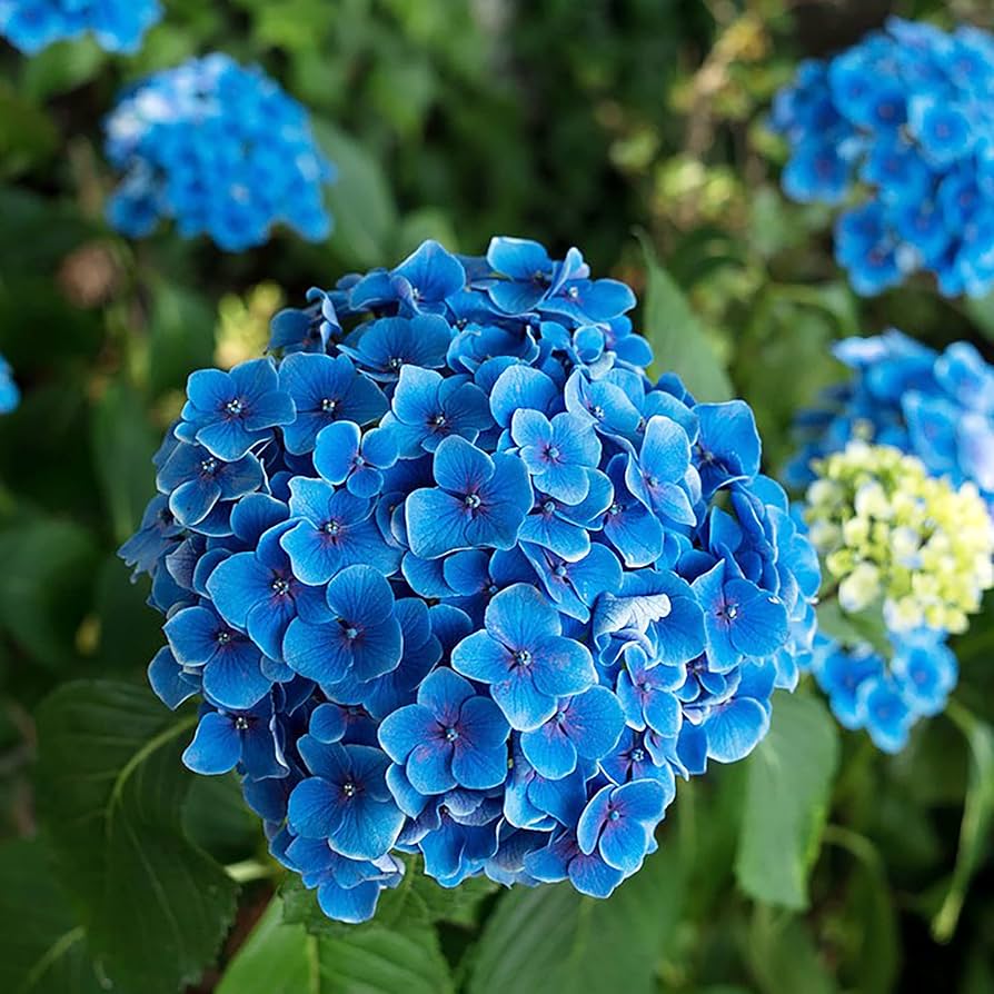Blue Hydrangea Flower Rare Garden View Flower Seeds