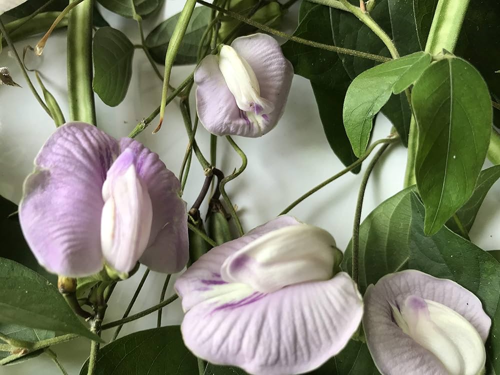 shankhapushpam clitoria ternatea in herbal garden flower