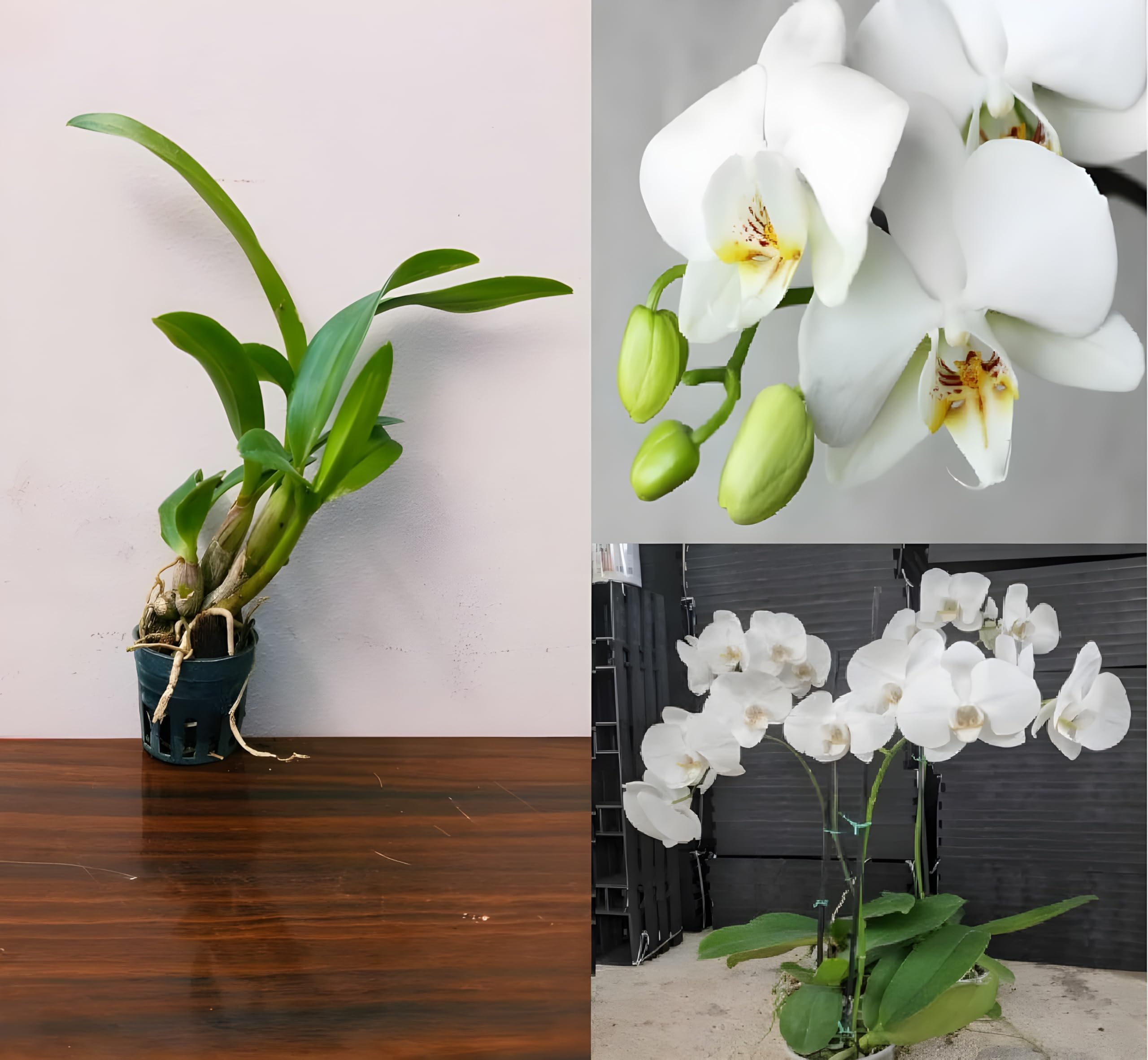 High Quality Phalaenopsis Orchid Semi Flowering Orchid Indoor Gardening Flower Seeds