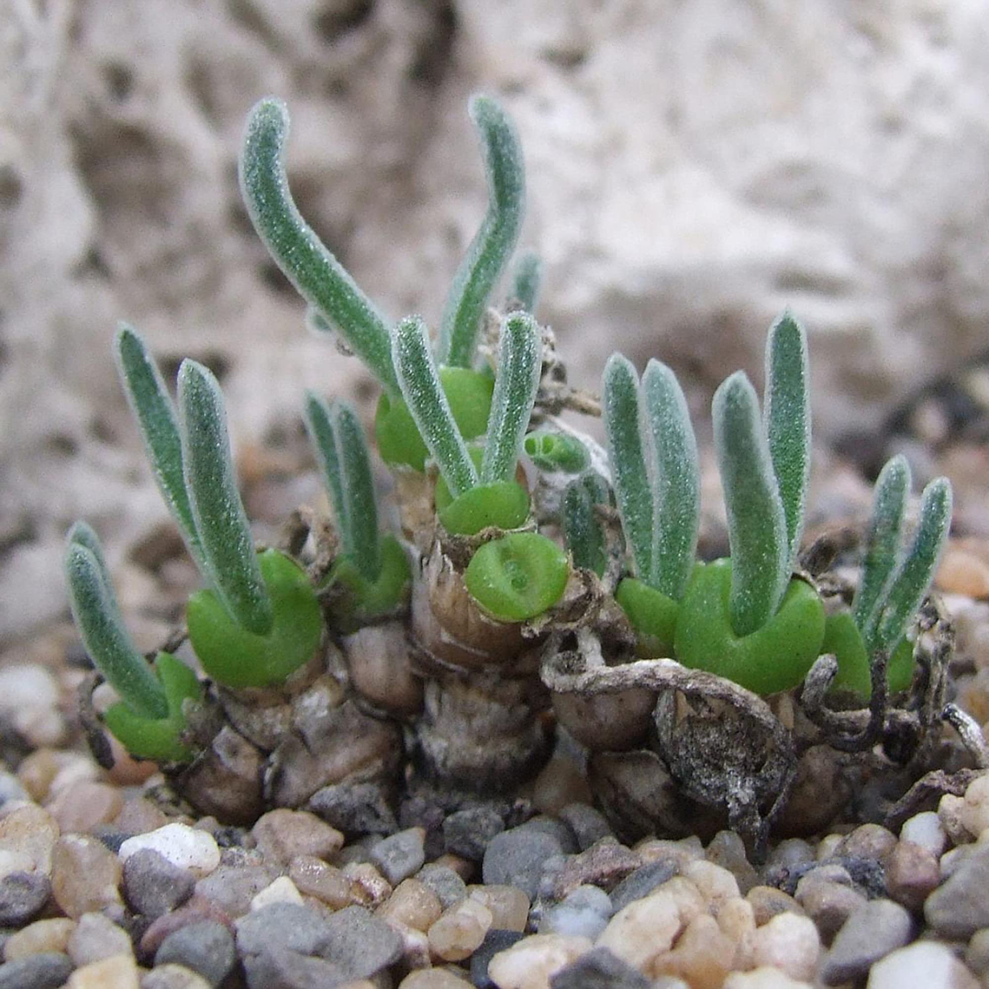 Monilaria Obconica Succulent Rock Gardens