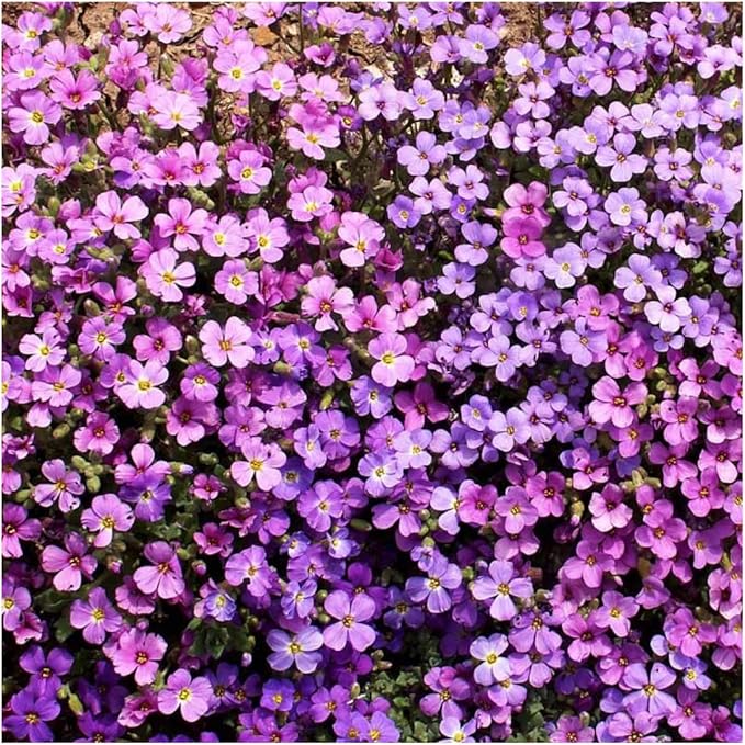 rockcress aubrieta deltoidea flowers in rock garden
