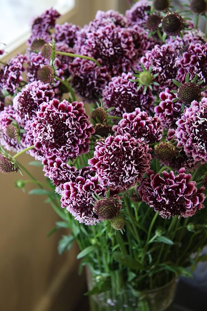 Marron Scabiosa Flower Seeds for Planting Heirloom Non-GMO High Germination Organic Garden Seeds Premium Floral -