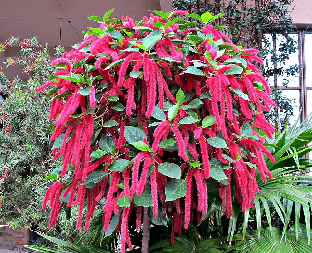Acalypha Flower Seeds