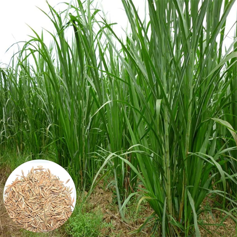 graines herbe ier setaria ifolia grass garden