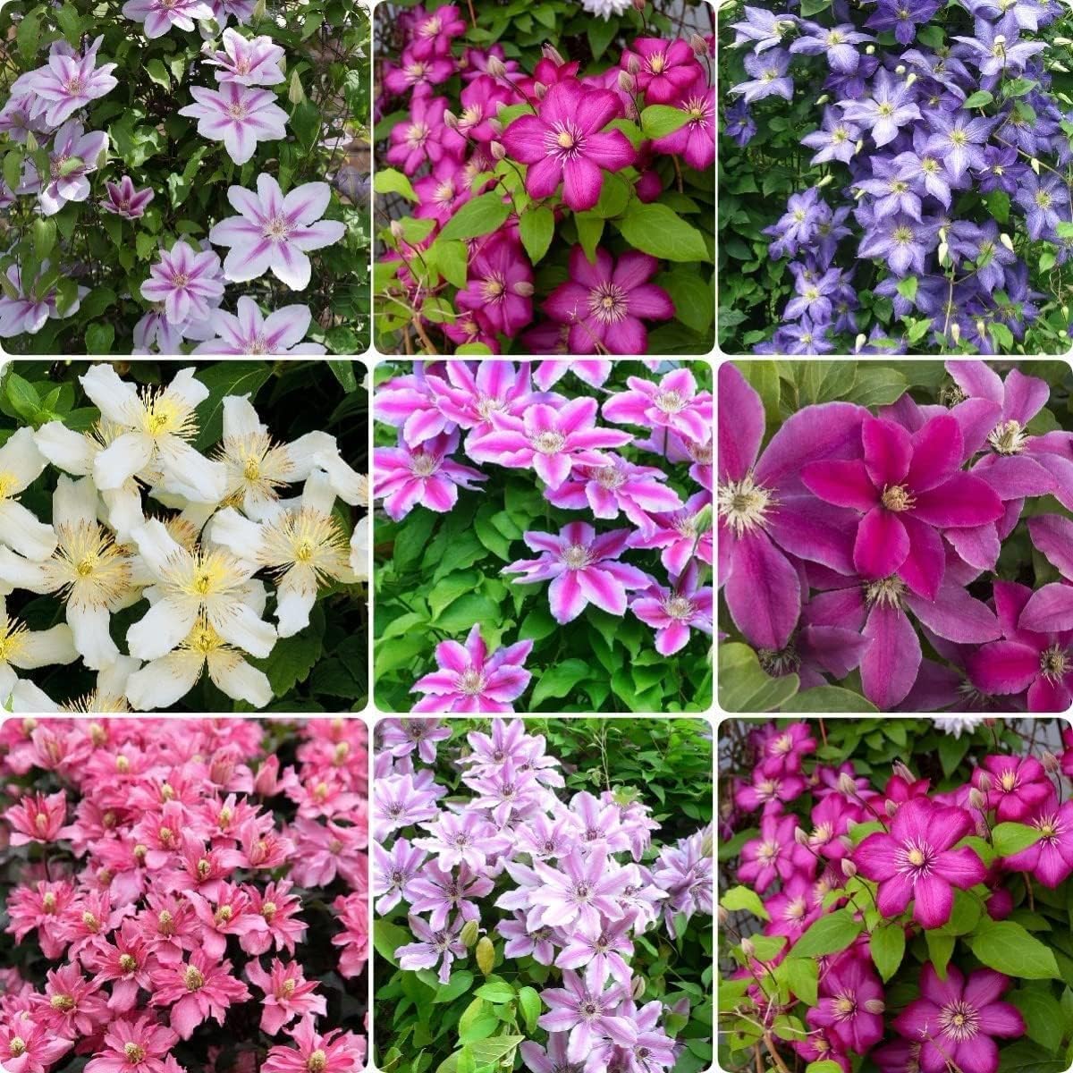 Mixed Clematis Flower Seeds - Heirloom Non GMO High Germination Garden Planting Seeds