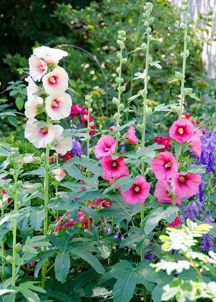 Pink Red Yellow Organic Hollyhock Garden Flowerbed Blooms Flower Seeds