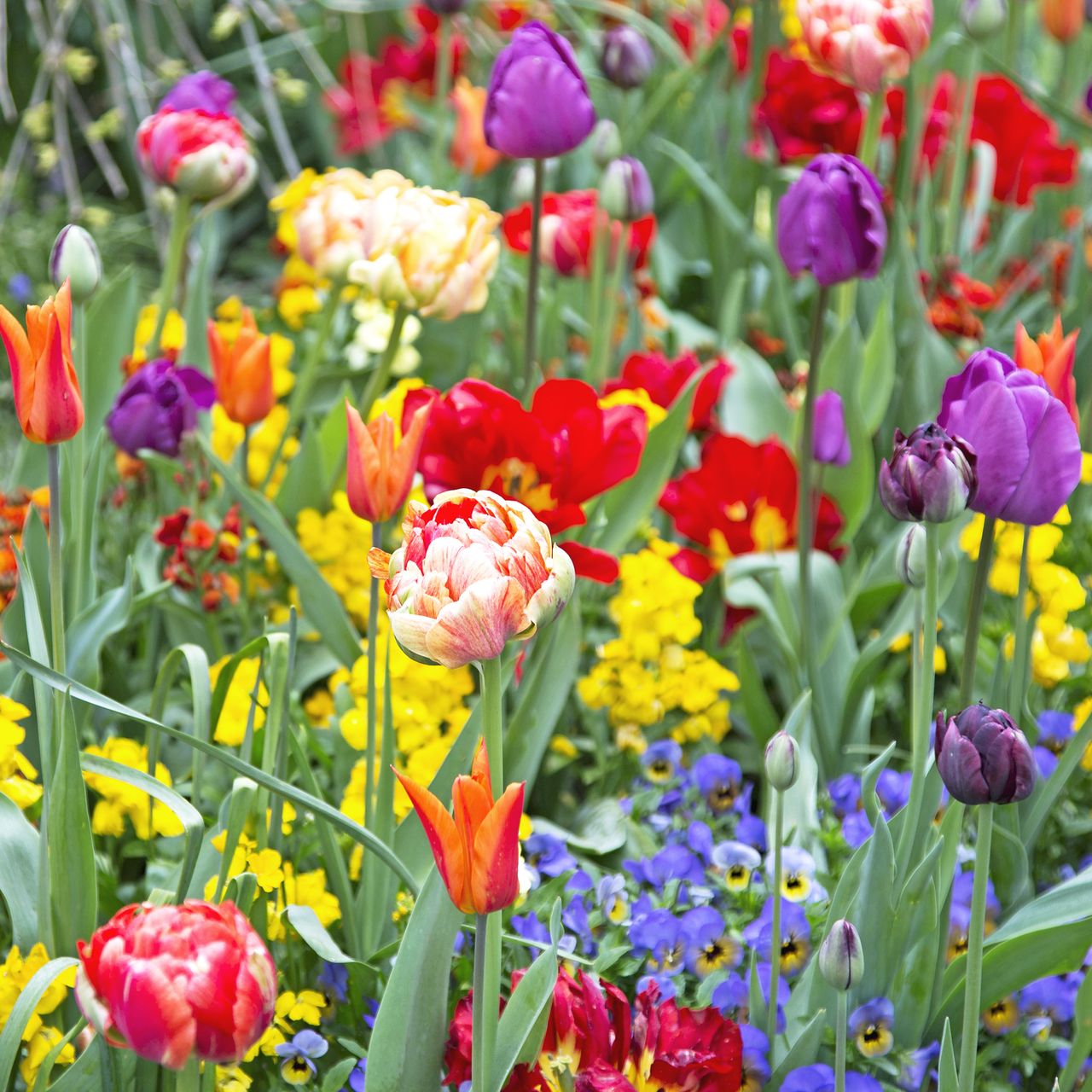 Heirloom Perennial Ranunculus Asiaticus Mixed Color Bulbs Non Gmo Beautiful Garden Blooms