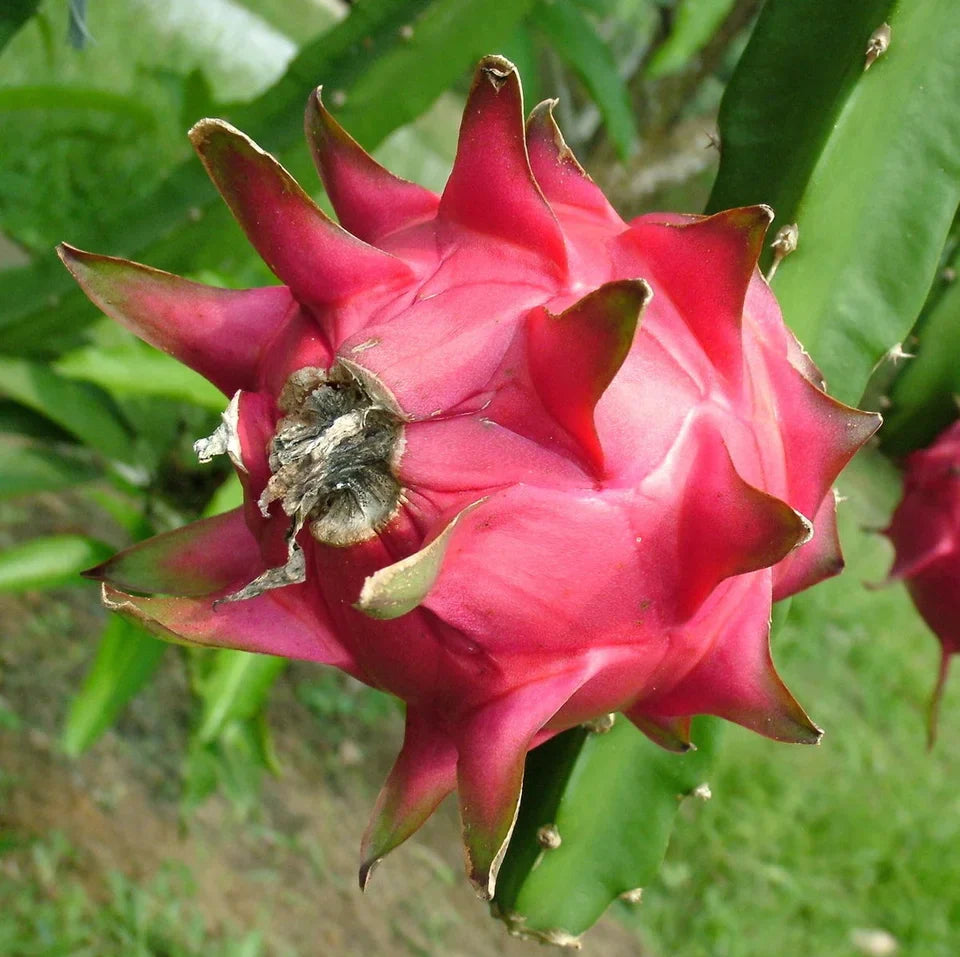 Pitaya Pink Fruit Seeds