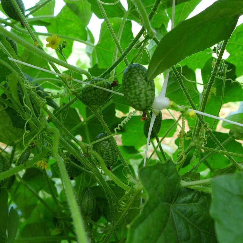 mouse melon fruit small and unique Fruit Seeds