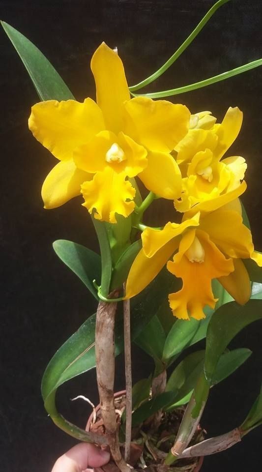 Yellow Cattleya Orchid Flower Seeds