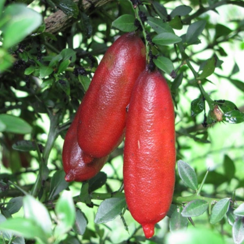 Crimson Tide Finger Lime Fruit Collection Vibrant Tangy Citrus Trees Fruit Seeds