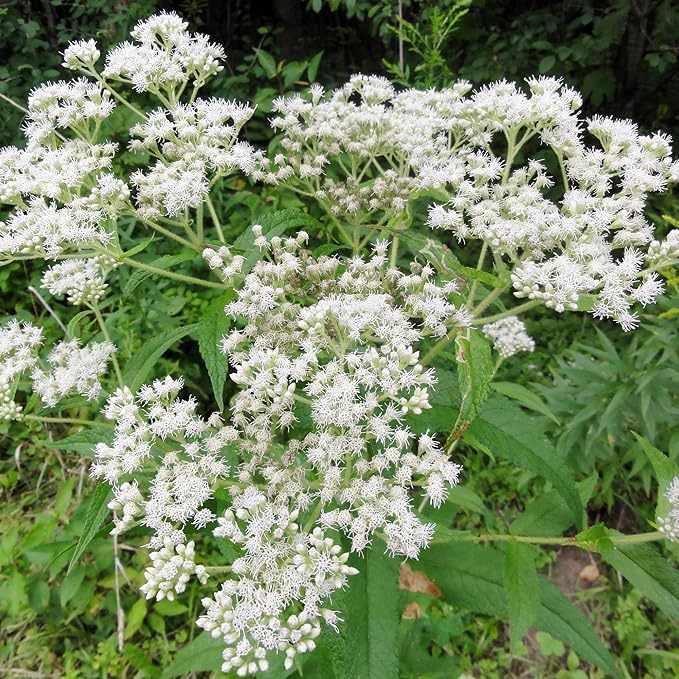 eupatorium purpureum flower in garden bed Fruit