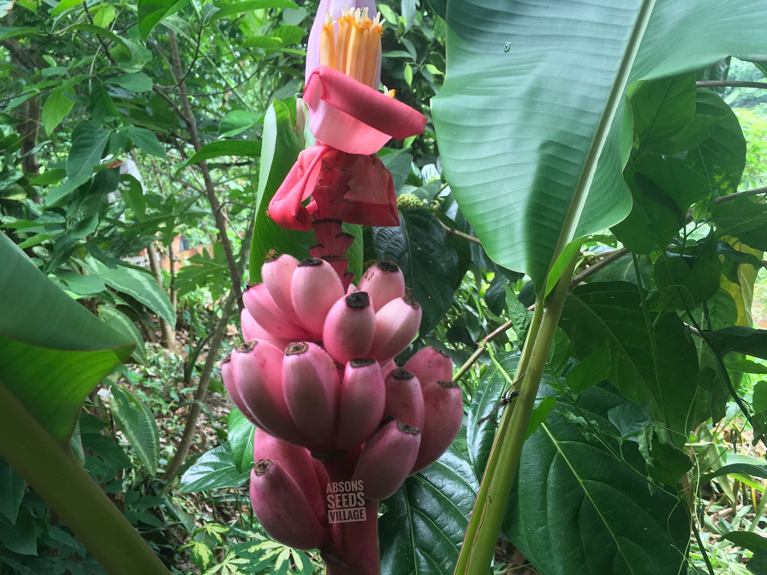 Banana Musa Spp Tropical And