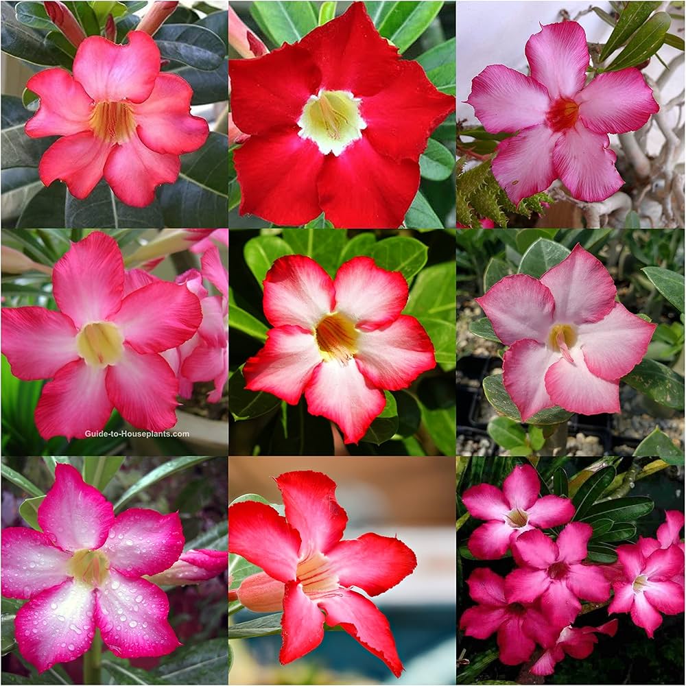Desert Rose Adenium Obesum Berrypink