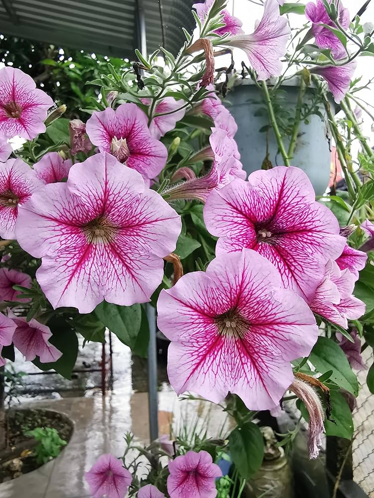 pelleted candypops vein mix petunia Fruit Seeds