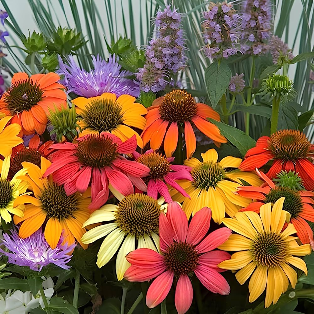 Mixed Coneflower for Planting Heirloom Non-GMO High Germination Organic Garden Rare Blooming Plants Seeds - Heirloom N