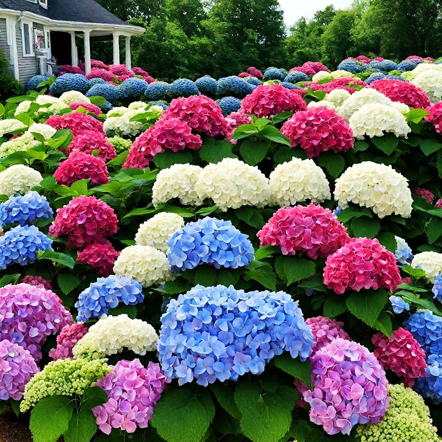Hydrangea Macrophylla Mixed Colors