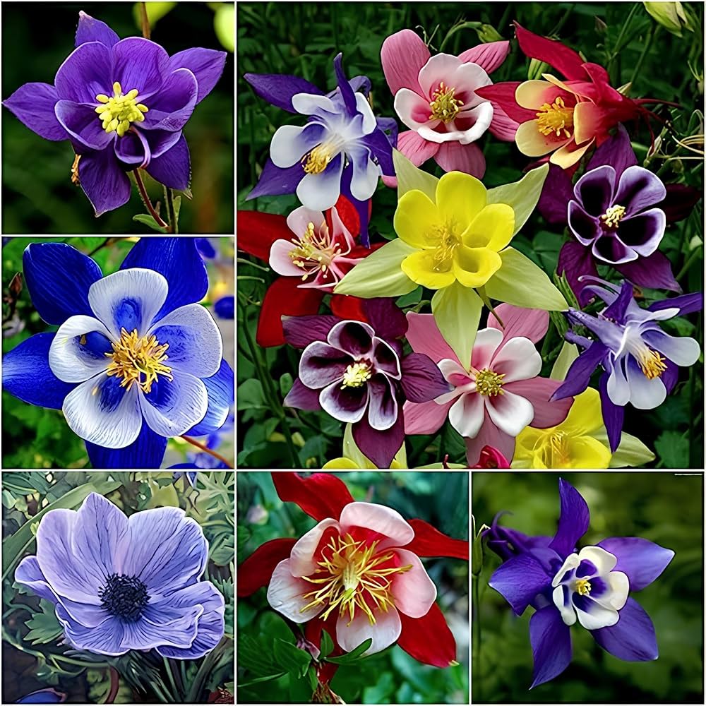 Aquilegia Flower Seeds Mixed