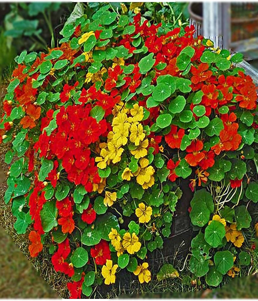 nasturtium tall rollier tropaeolum majus flower seeds