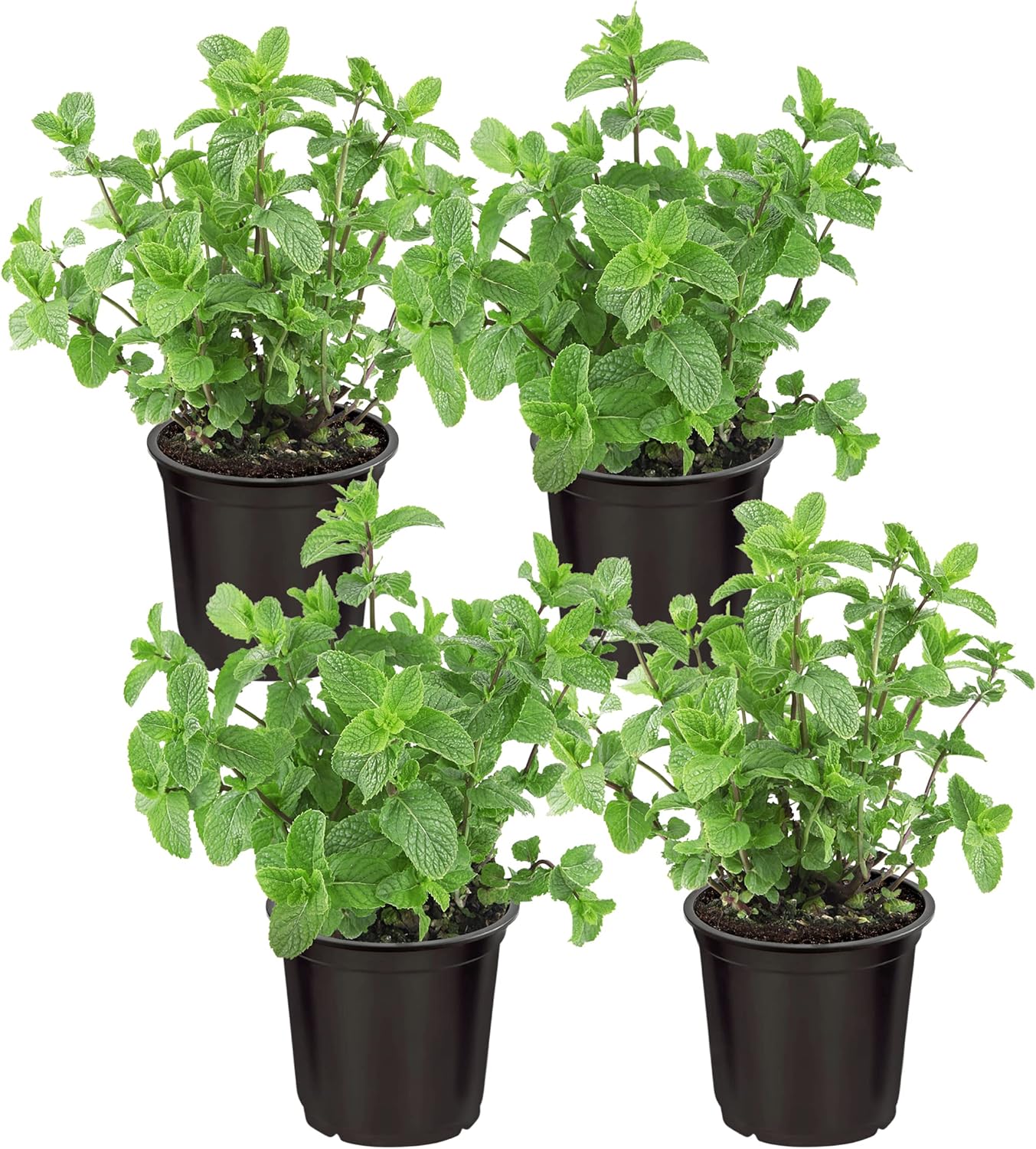peppermint mentha piperita plant in herb garden