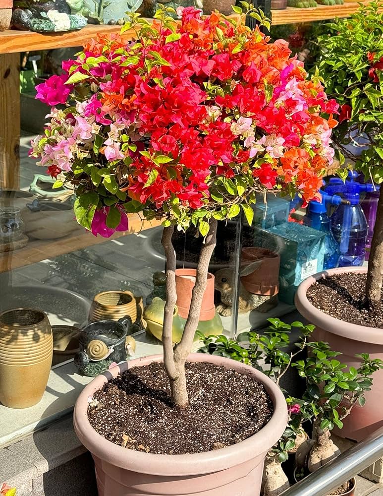 Mixed Bougainvillea Flower Seeds - Heirloom Non GMO High Germination Garden Planting Seeds