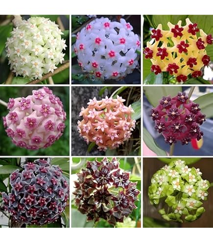 Mixed Hoya Flower Seeds Premium Floral Seeds for Decorative Home Landscaping for Colorful Landscape - Heirloom, Non