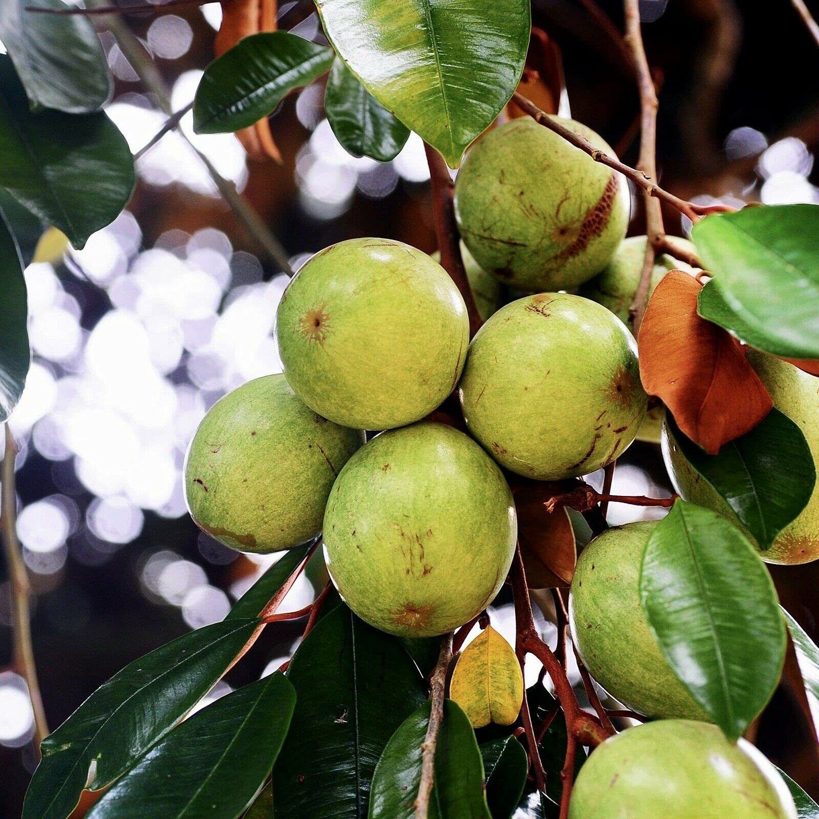 White Chrysophyllum Cainito Fruit Your Heirloom Fruit Seeds