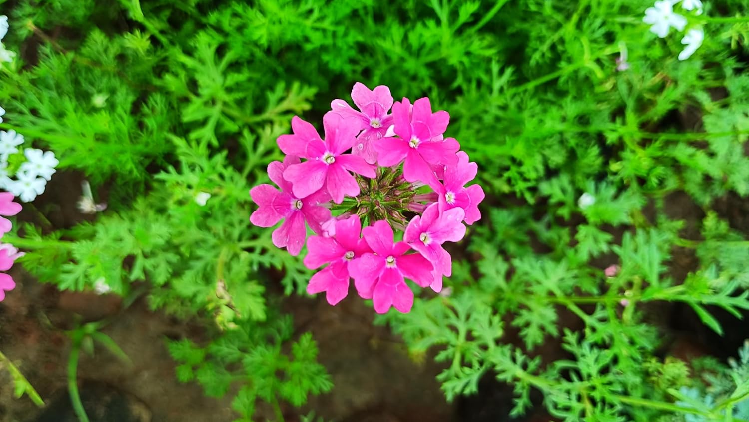 Pink Verbena Flower Seeds