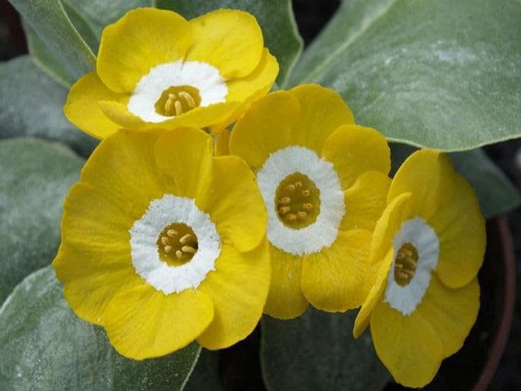 Yellow Primrose Flower Seeds