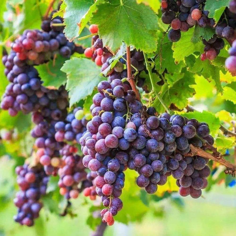Grape Violet Color Variety Ideal Fruit Seeds