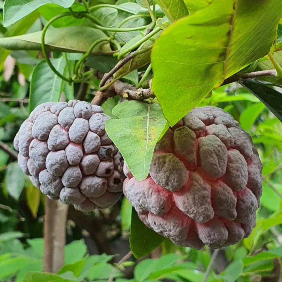 Chirimoya Roja Fruit Set Sweet Tropical Fruit Seeds