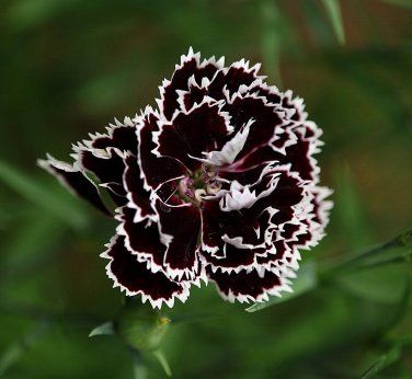 White Black Dianthus Flower Seeds