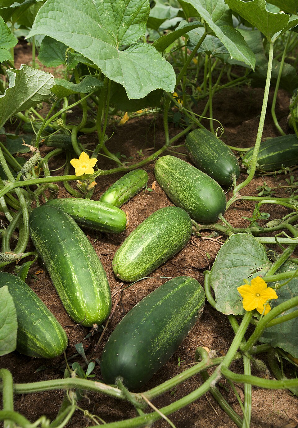 Cucumber Vegetable Seeds for Planting Green Vegetable Seeds for Home Gardening, Fresh Seasonal Heirloom, Non-GMO for Home Garden Planting