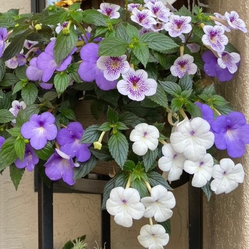 Achimenes Flower Seeds