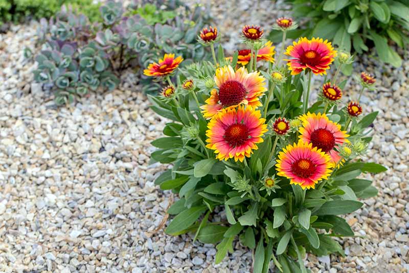Bleeding - Heirloom Non GMO Premium Garden Seeds for Planting