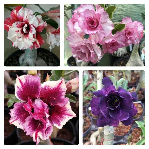 Adenium Flower Seeds - Heirloom Non GMO High Germination Garden Planting Seeds