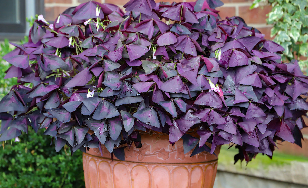 Purple Oxalis Flower Seeds Perennial – Exotic Flowering Plants for Vibrant Backyard Beauty