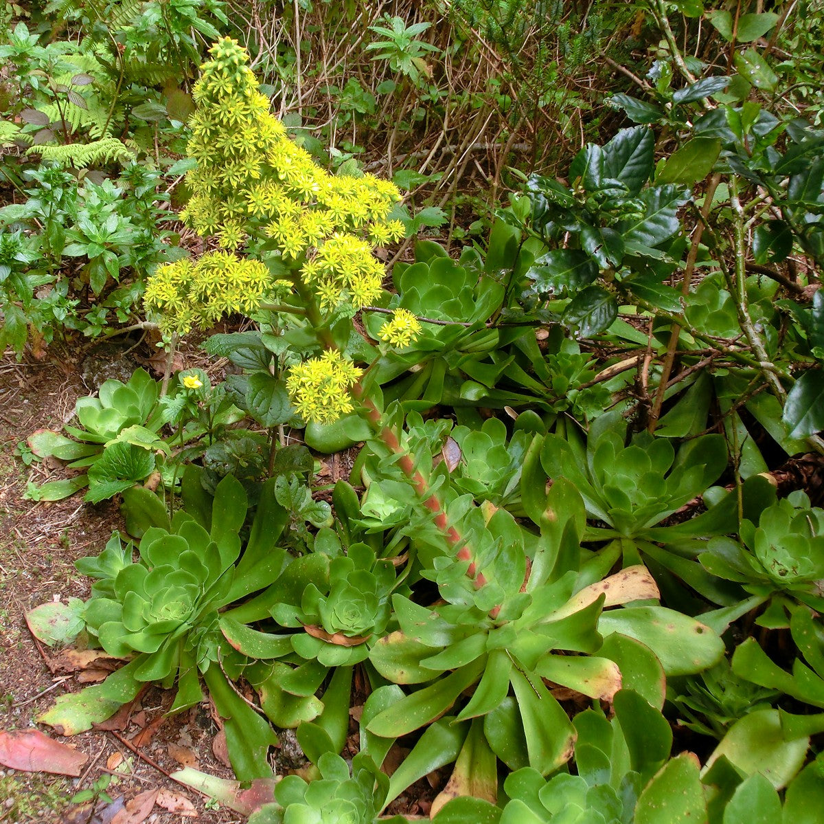 Aeonium Flower Seeds - Heirloom Non GMO High Germination Garden Planting Seeds
