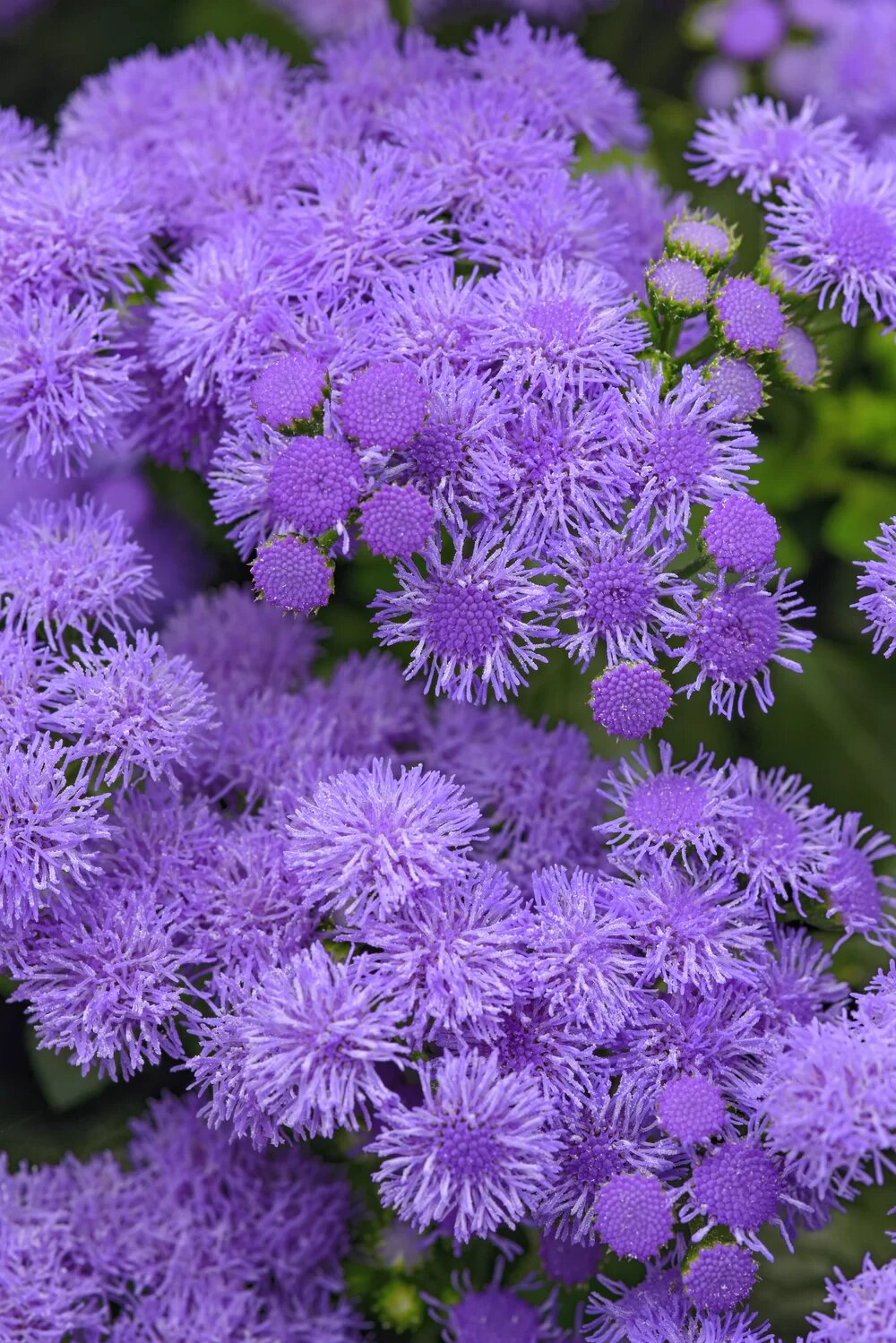 Ageratum Houstonianum Flower Seeds