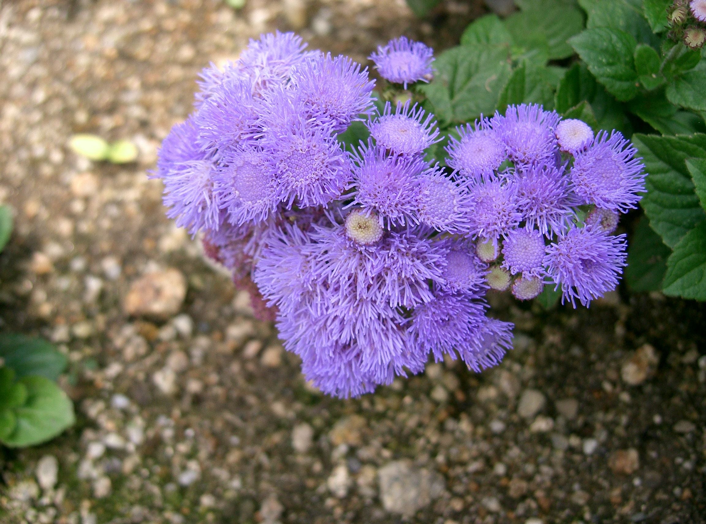 Ageratum Houstonianum Flower Seeds - Heirloom Non GMO High Germination Garden Planting Seeds