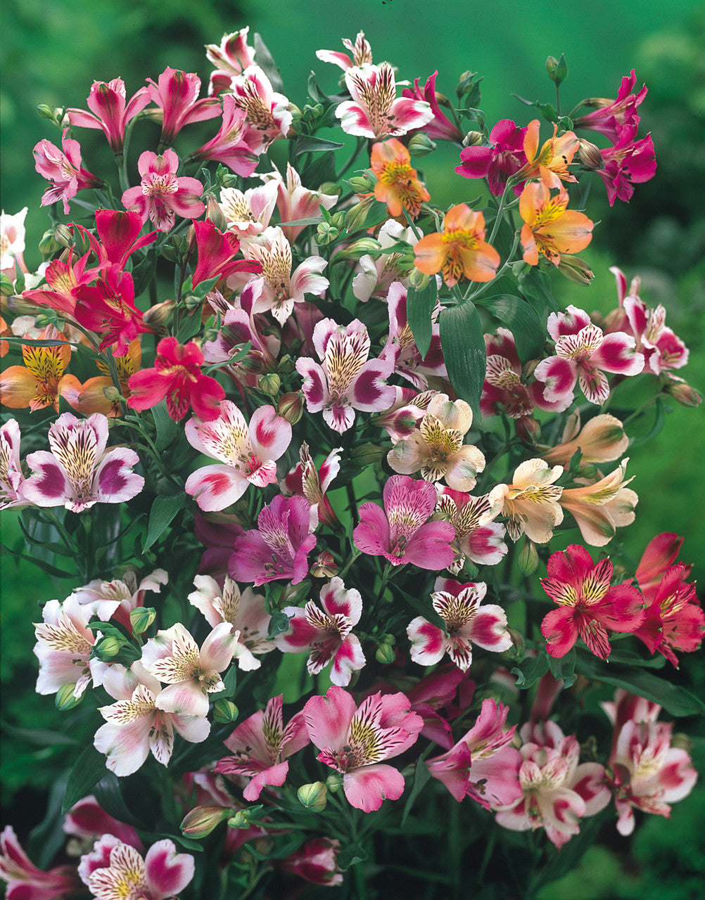 Mixed Alstroemeria Flower Seeds Heirloom, Non - Heirloom, Non GMO, High Germination, Organic Garden Seeds