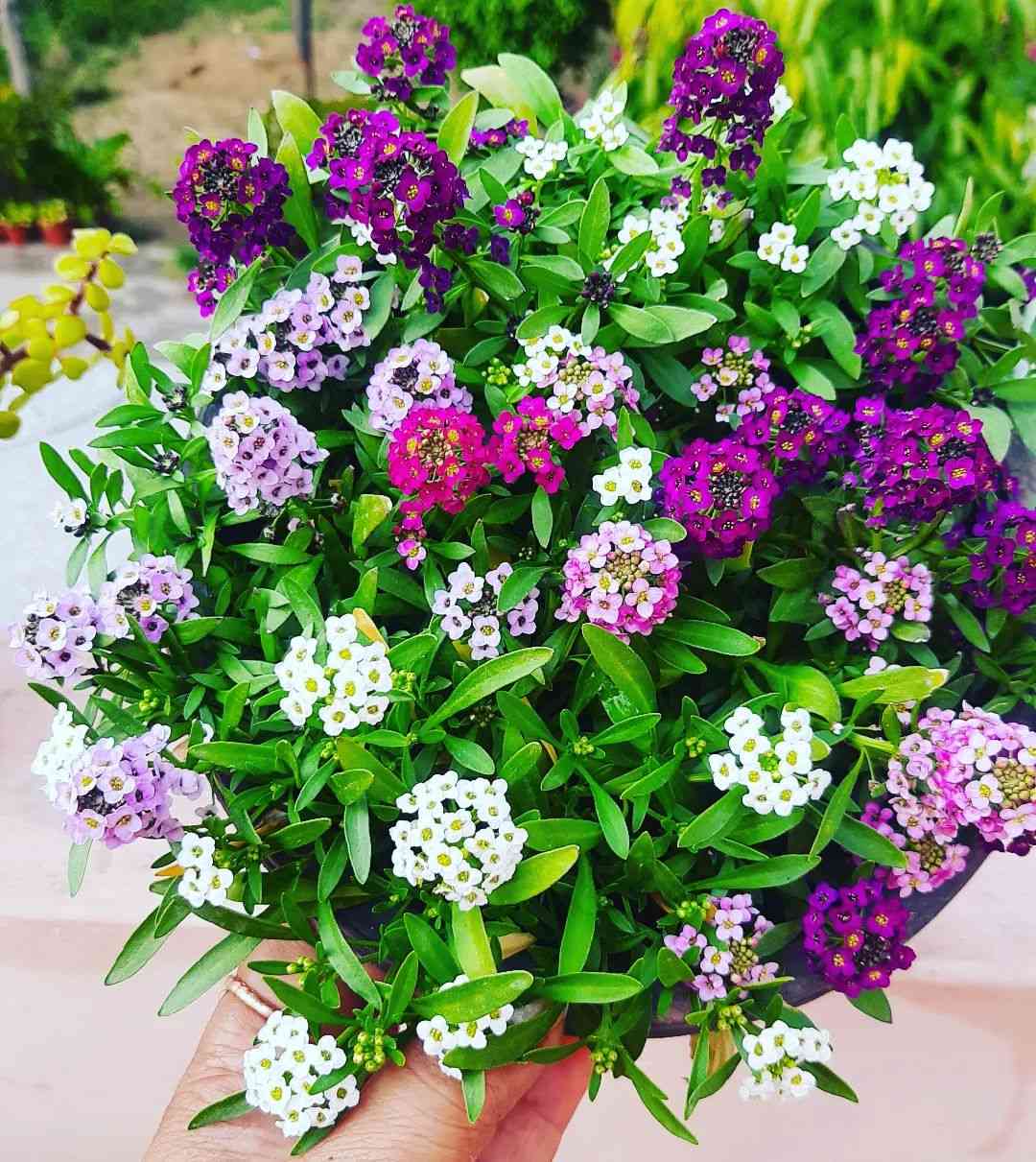Mixed Alyssum Flower Seeds - Heirloom Non GMO High Germination Garden Planting Seeds