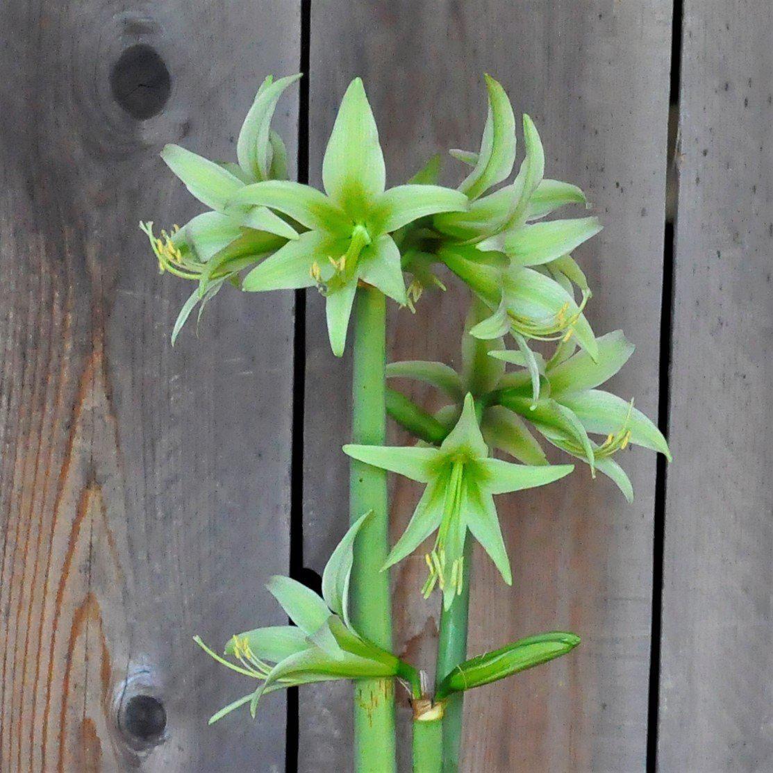 Green Amaryllis Flower Seeds