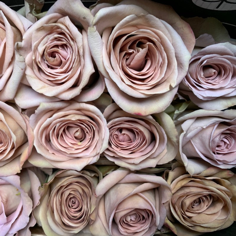 Amnesia Rose Flower Seeds