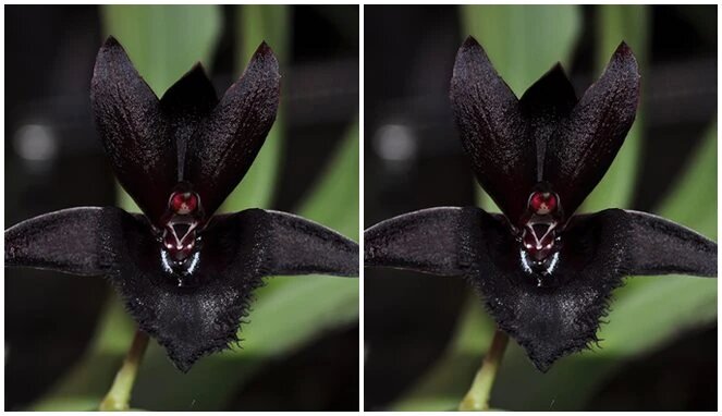Black Pansy Flowers Seeds - Heirloom Non GMO Premium Garden Seeds for Planting