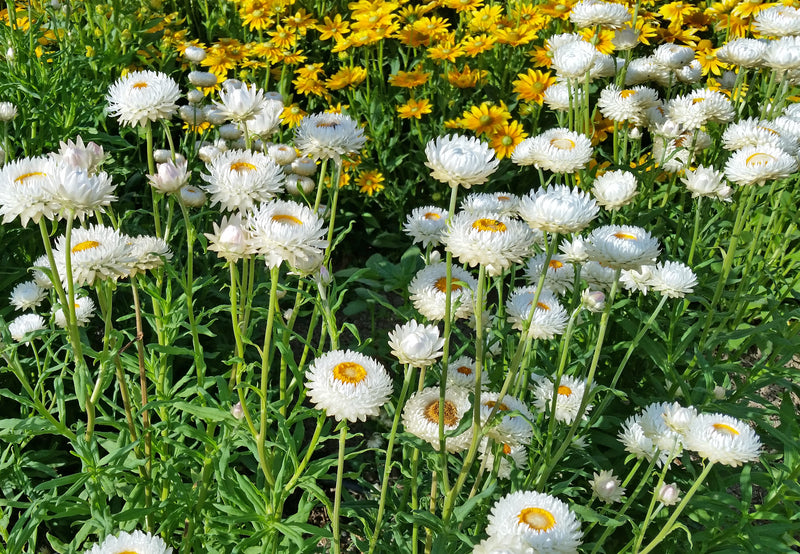 White Helichrysum Flower Seeds