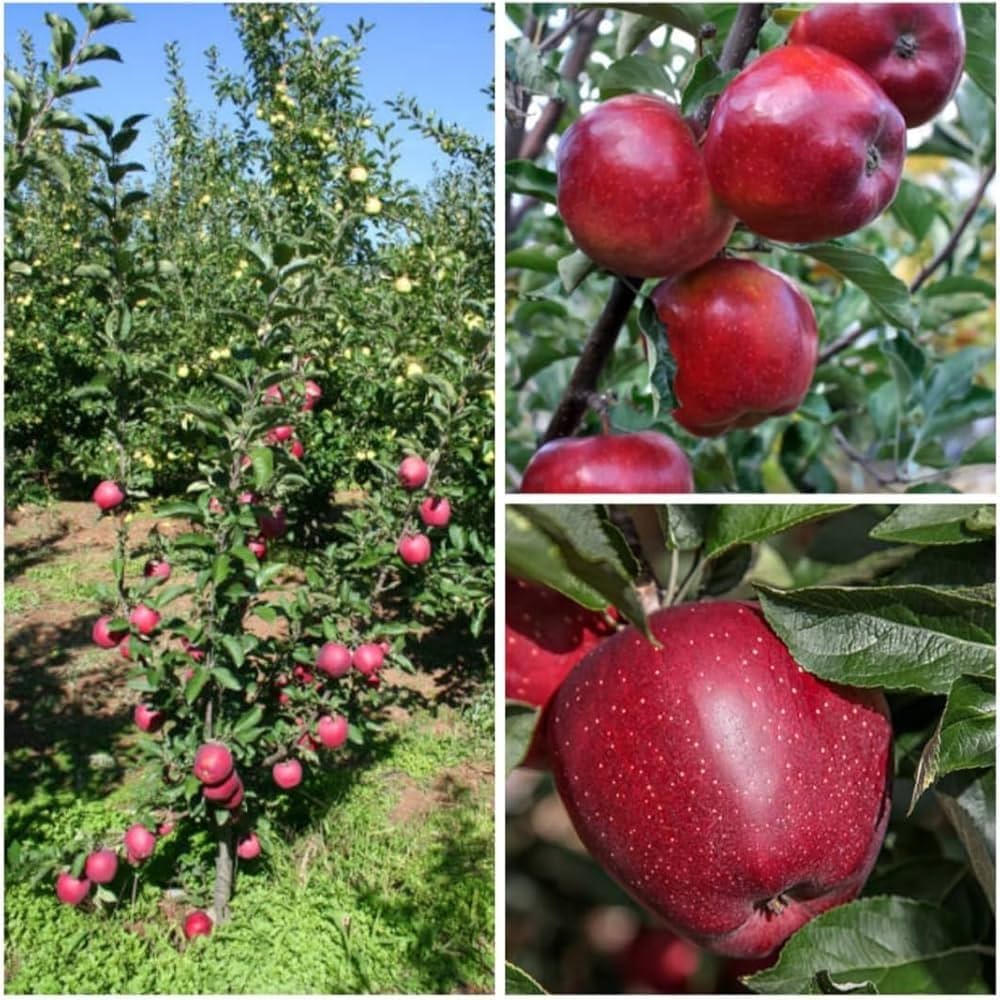 apple malus domestica orchard Fruit Seeds