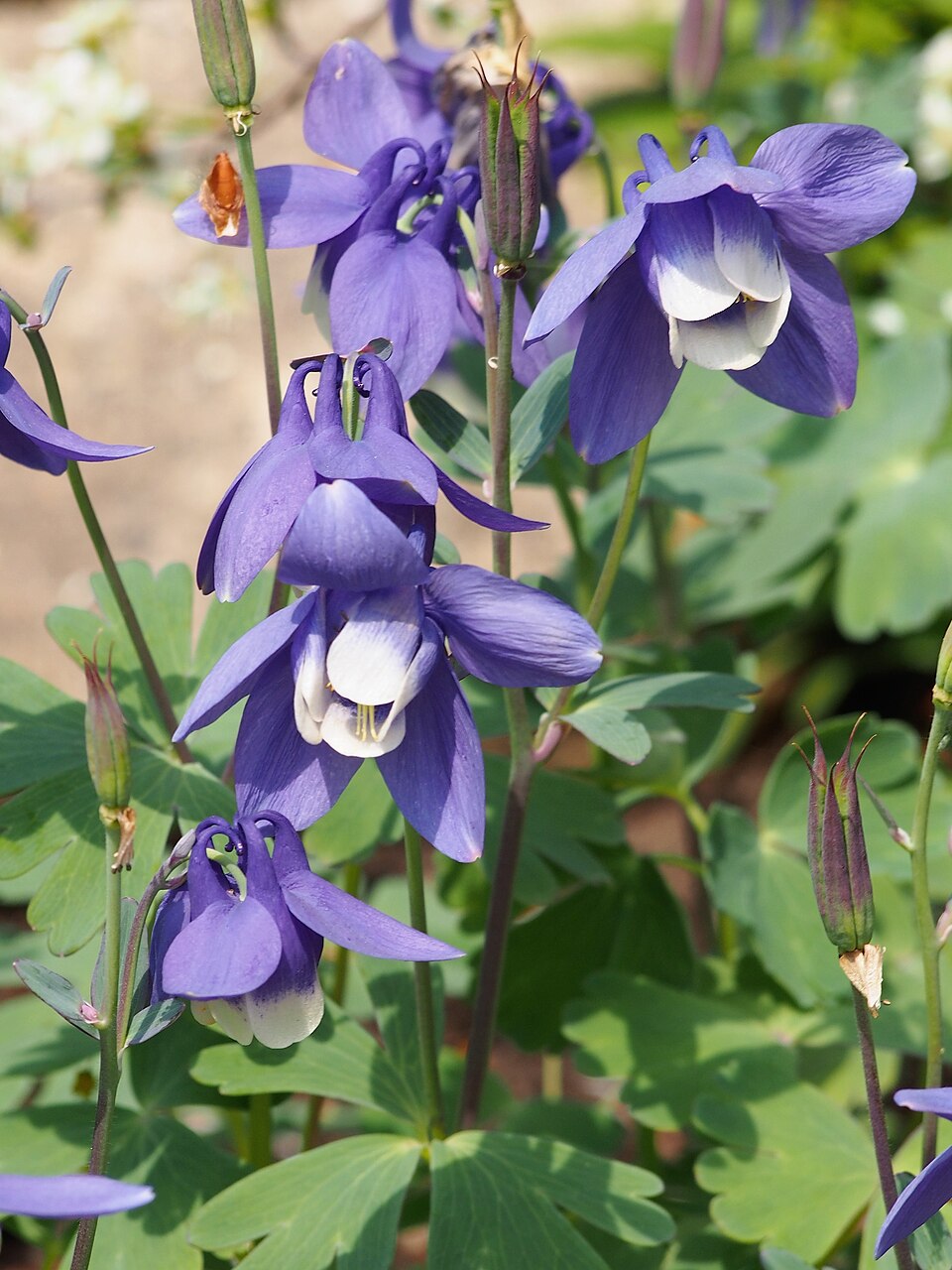 Aquilegia Flower Seeds Perennial - Heirloom Non GMO Premium Garden Seeds for Planting