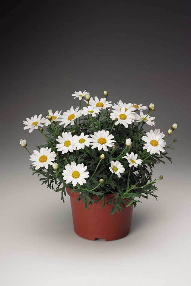 Ariocarpus kotschoubeyanus Flower Seeds - Heirloom Non GMO Premium Garden Seeds for Planting