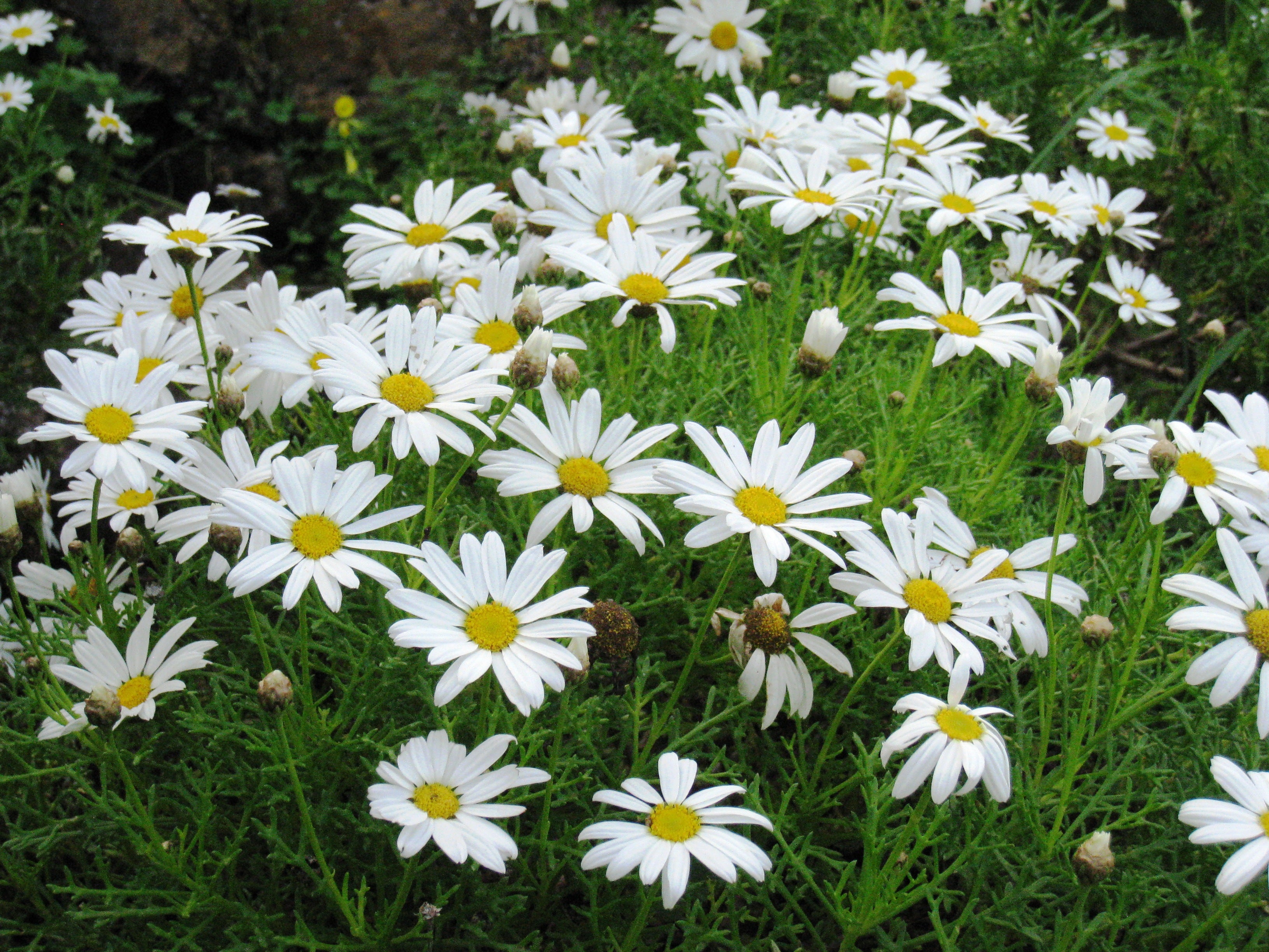 Ariocarpus kotschoubeyanus Flower Seeds - Heirloom Non GMO Premium Garden Seeds for Planting